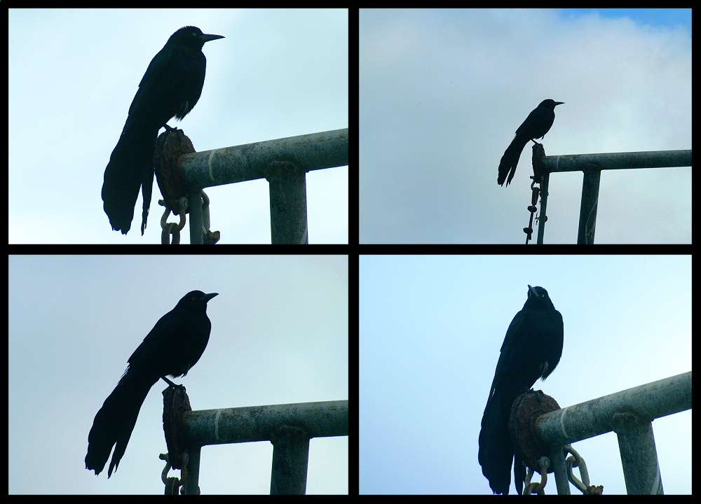 (52) crow montage.jpg   (1000x720)   192 Kb                                    Click to display next picture